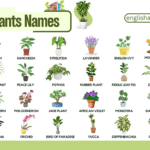 Common Indoor Plants Names with Pictures