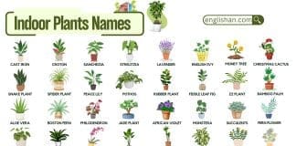 Common Indoor Plants Names with Pictures