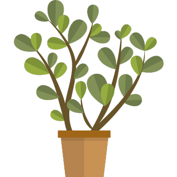 Jade Plant