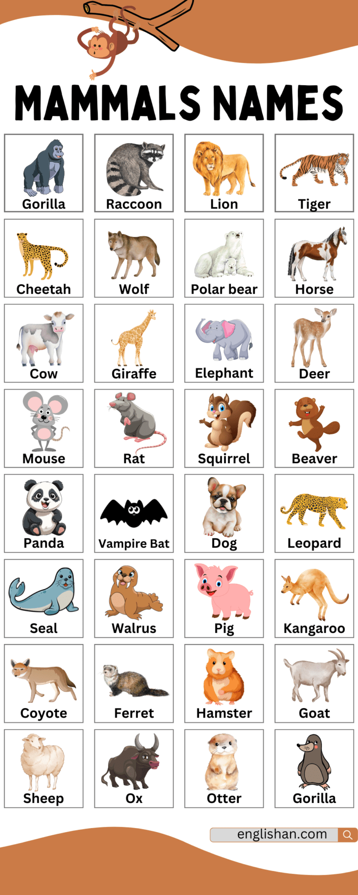 100 Mammals Names with Pictures and Examples • Englishan