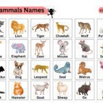 100 Mammals Names List