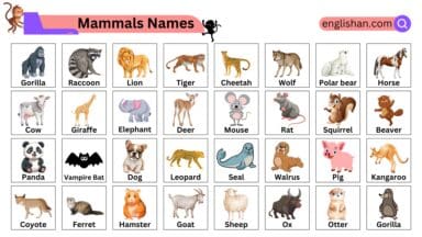 100 Mammals Names With Pictures And Examples • Englishan