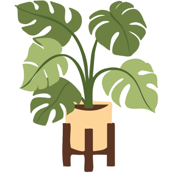 Monstera Deliciosa-Learn Indoor Plants Names