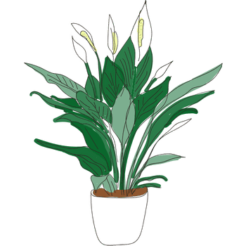 Peace Lily