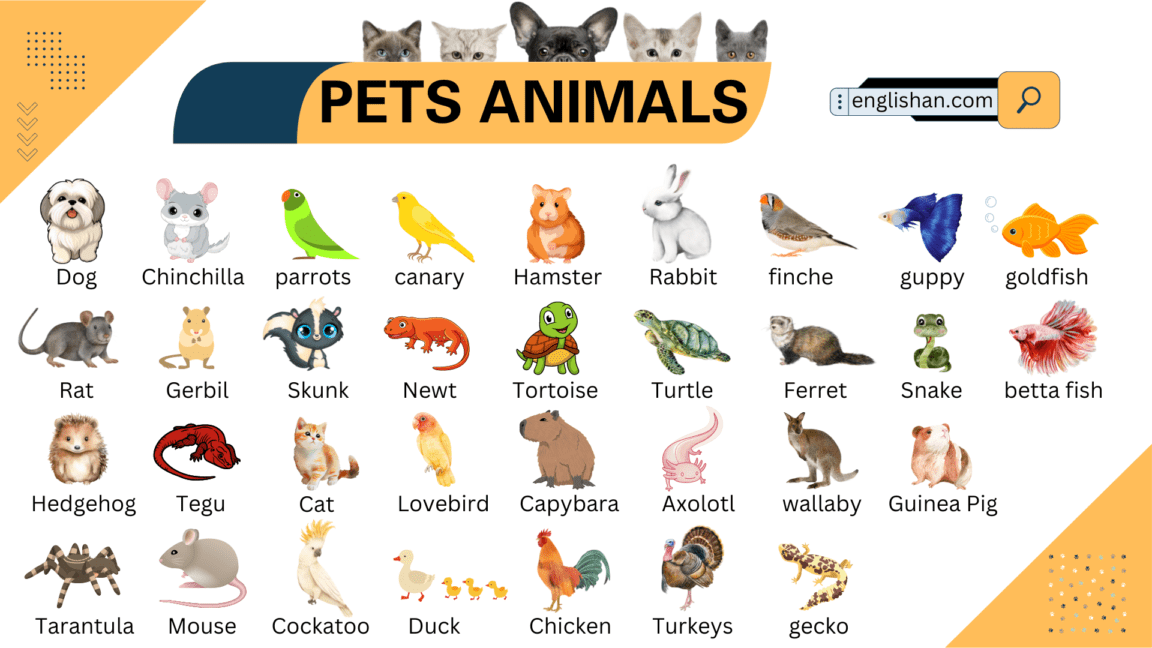 Pets Animals Names and Their Pictures • Englishan