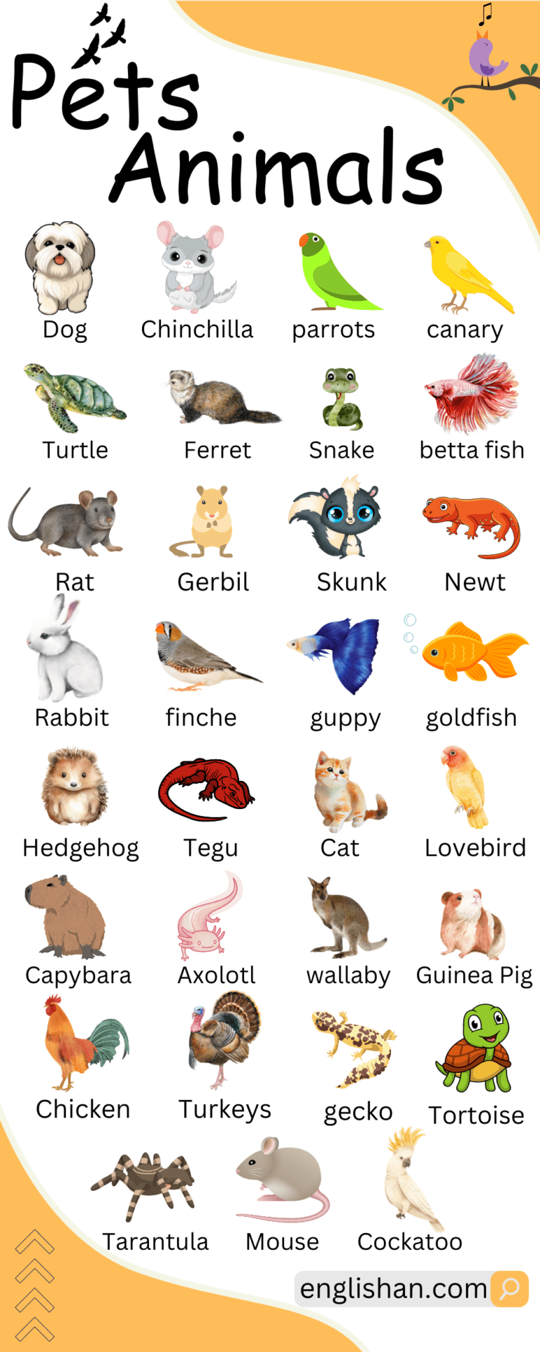 Pets Animals Names and Their Pictures • Englishan