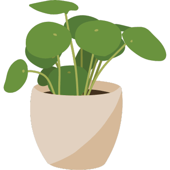 Pilea Moon Valley