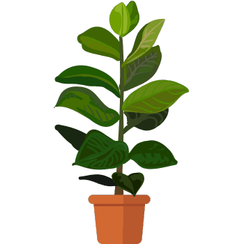 Rubber Plant-Learn Indoor Plants Names