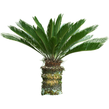 Sago Palm-Learn Indoor Plants Names