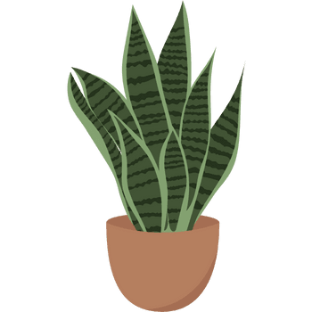 Snake Plant