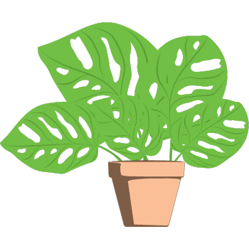 Swiss Cheese Plant