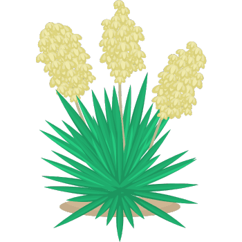 Yucca