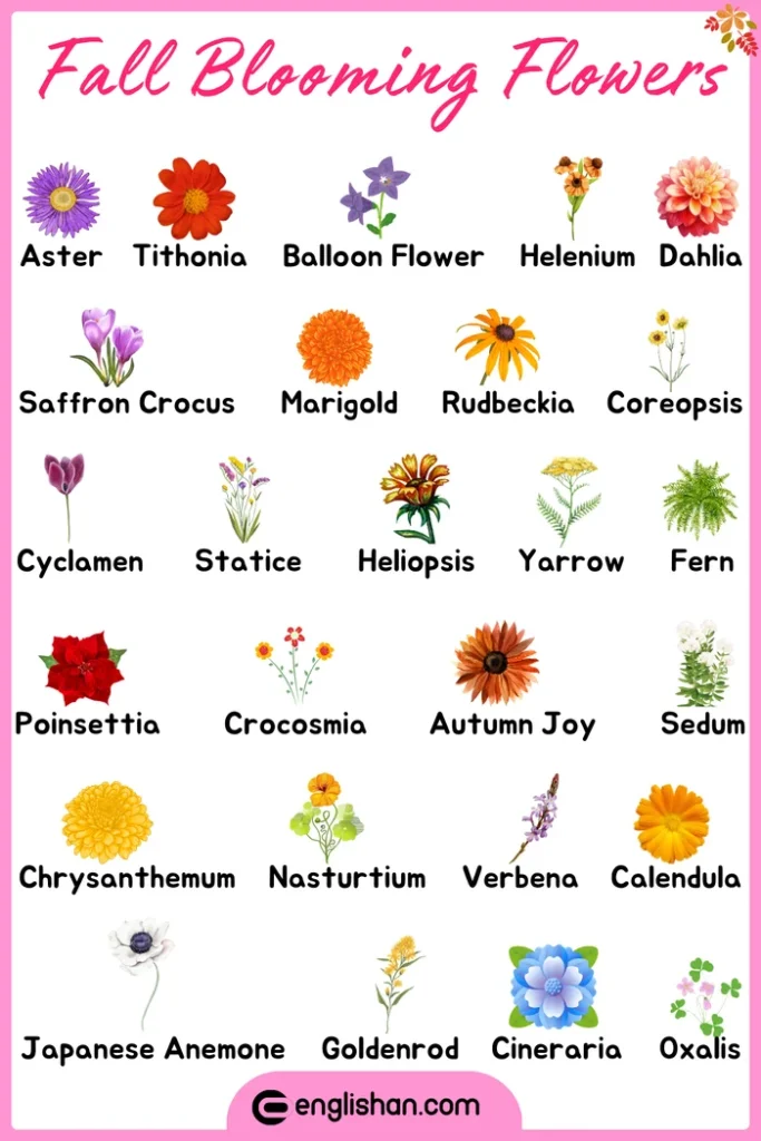 Fall blooming flowers names for identification and learning with pictures