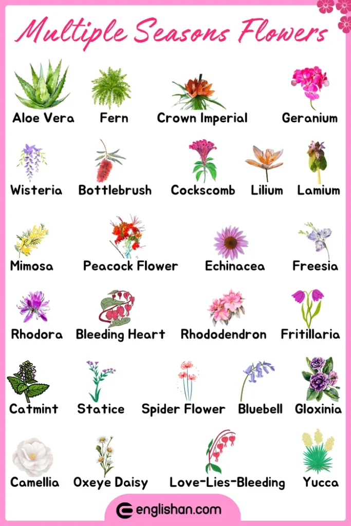 Multiple seasons flowers names list with images for learning and identification