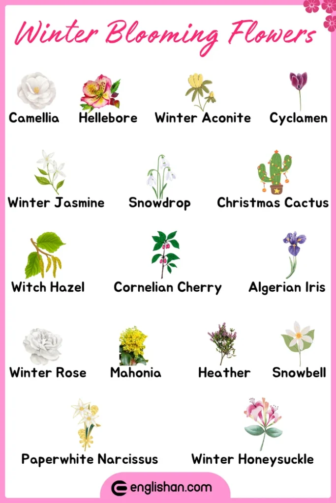 Winter blooming flowers names with images for learning and identification