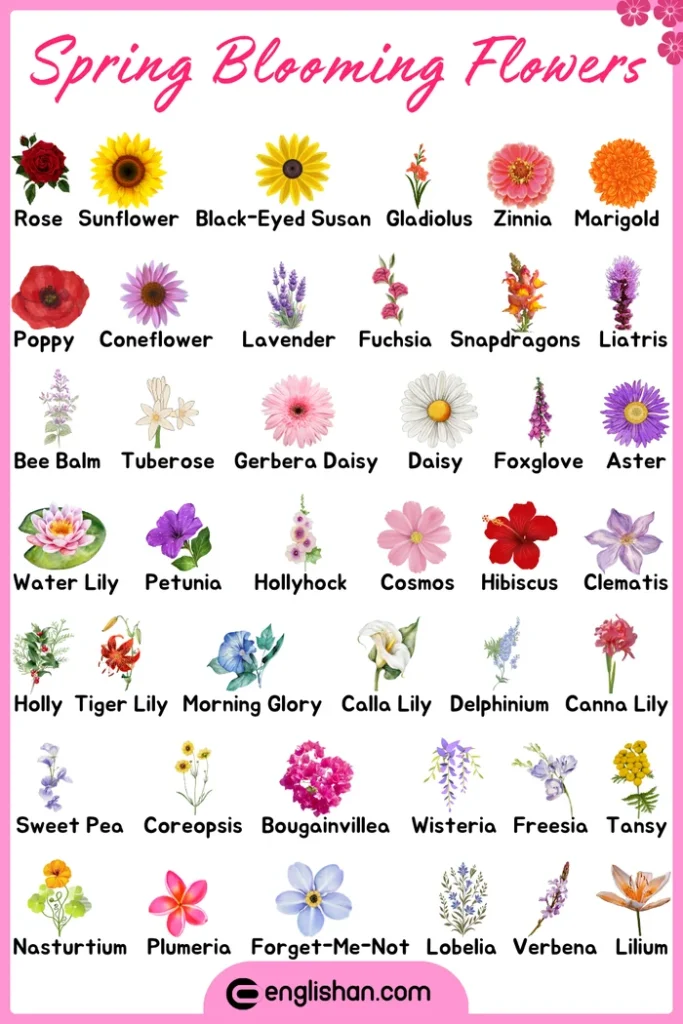 Spring blooming flowers names for easy identification with images