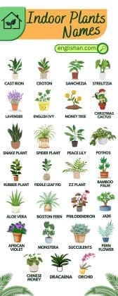 40 Indoor Plants Names with Pictures • Englishan