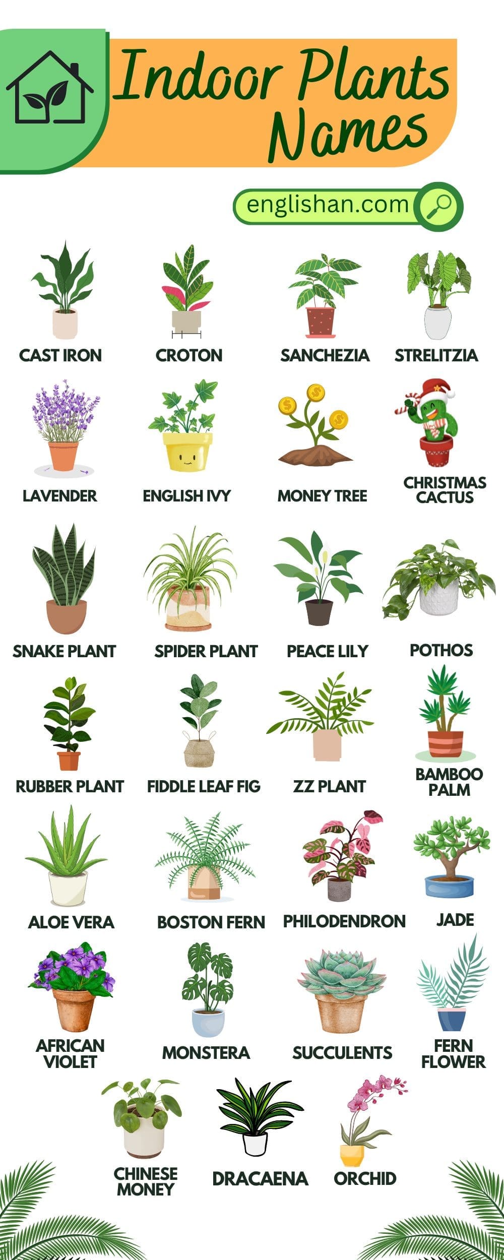 Common and Beautiful Indoor Plants Names with Pictures