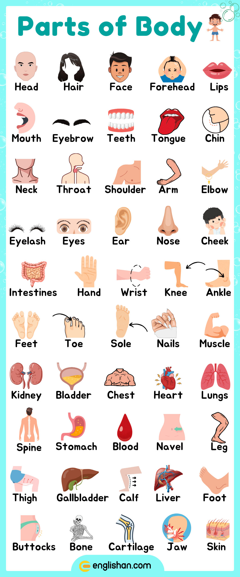 Part of body names in English for educational use