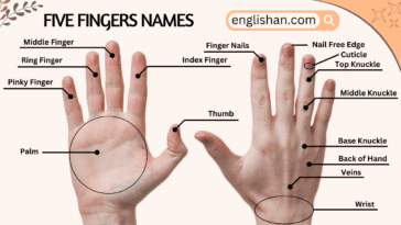 Five Fingers Name in English with Pictures
