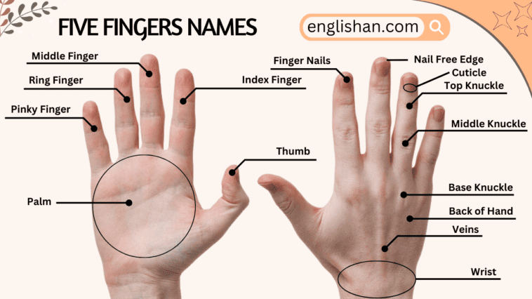 Five Fingers Name in English with Pictures