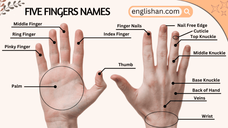 Five Fingers Names in English with Pictures • Englishan