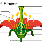 Parts of a Flower with Types and Functions