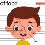 Parts of Face Names in English