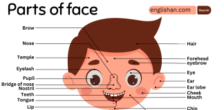 Parts of Face Names in English