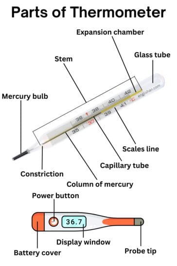 Parts of Thermometer Names in English with Their Functions • Englishan