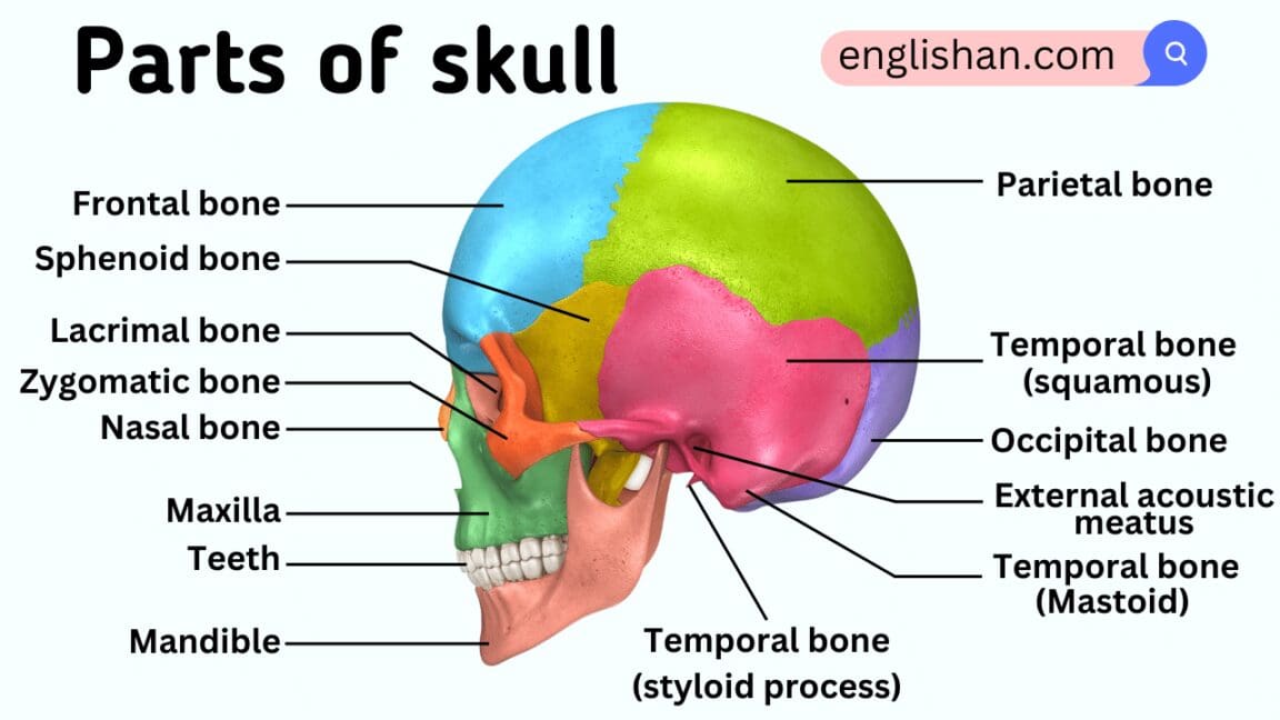 Parts of Skull with Their Functions • Englishan