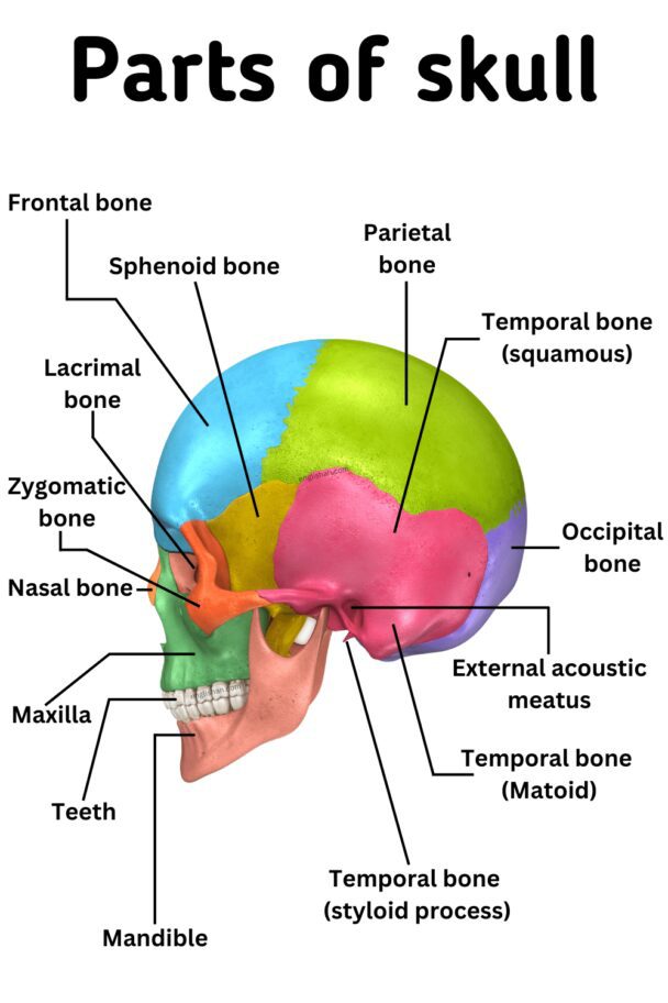 Parts of Skull with Their Functions • Englishan