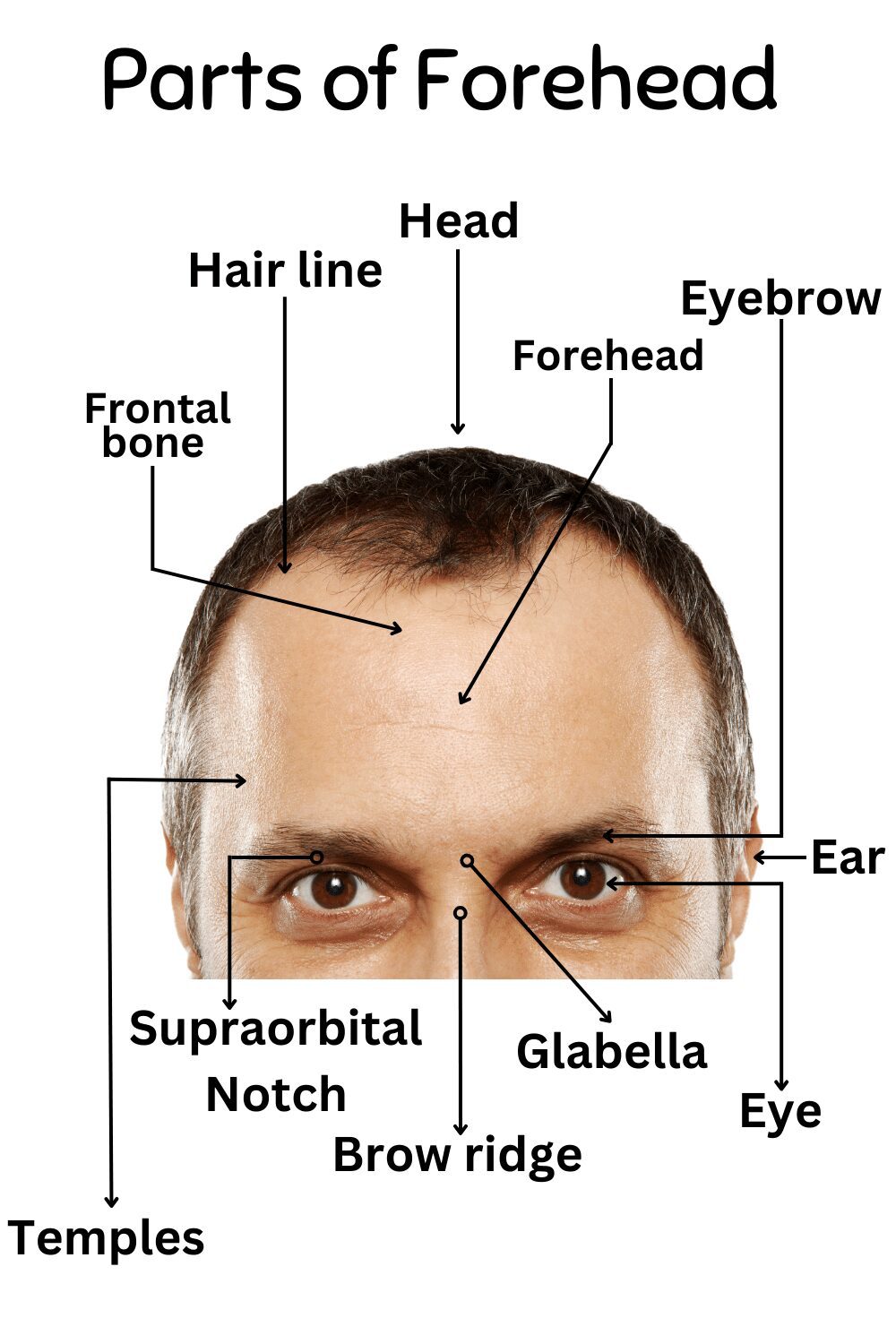 Parts of Forehead with Their Functions