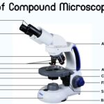 Parts of Compound Microscope Names in English with Their Functions