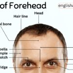 Parts of Forehead with Their Functions