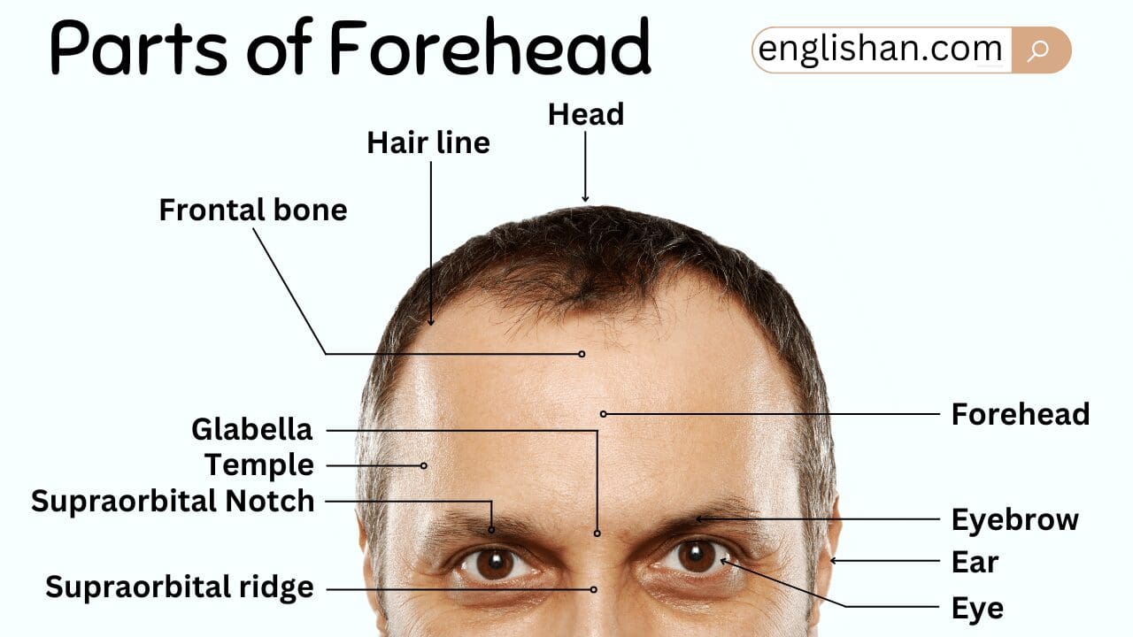 Parts of Forehead with Their Functions