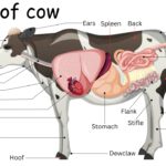 Parts of Cow Names in English