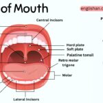 Parts of Mouth Names in English and Their Functions