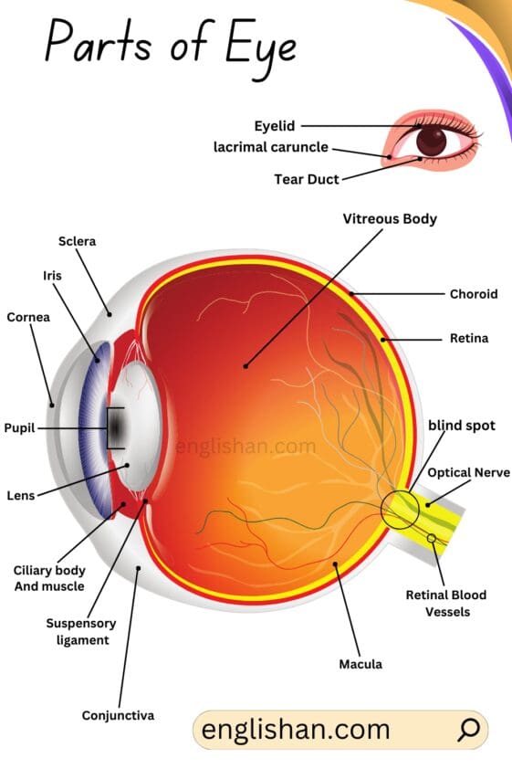 Parts of Eye and their Functions • Englishan