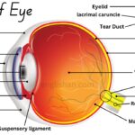 Parts of Eye and Their Functions