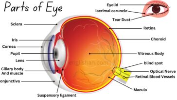 Parts of an Eye and their Functions. The Parts of the Eye • Englishan