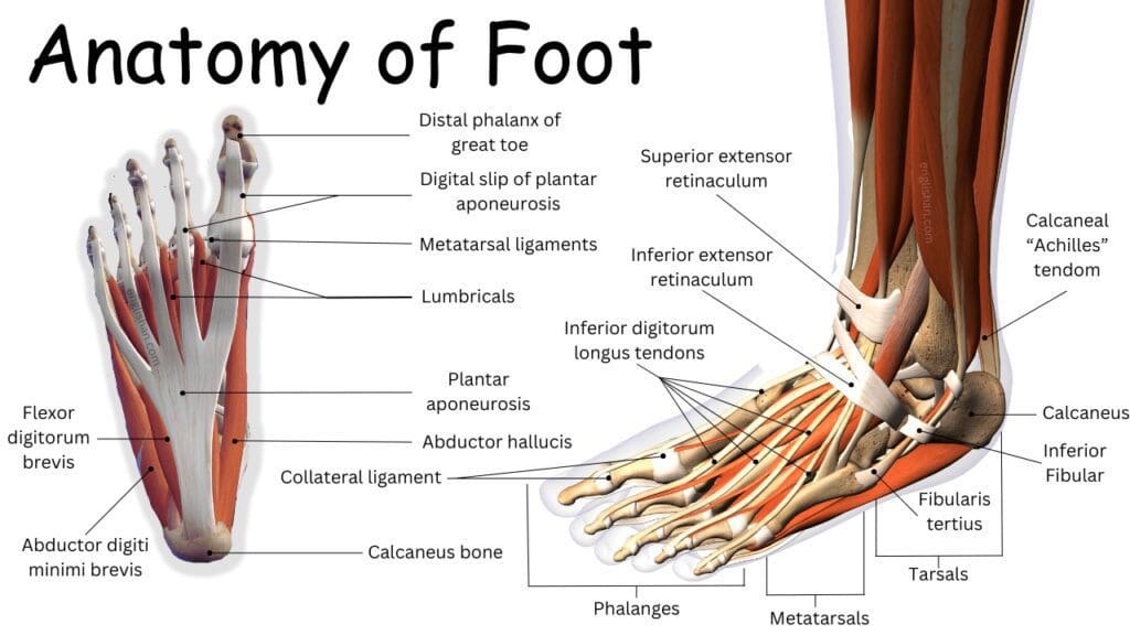 Anatomy of Foot: Bones, Muscles, Tendons, Joints • Englishan