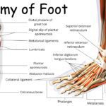 Anatomy of Foot