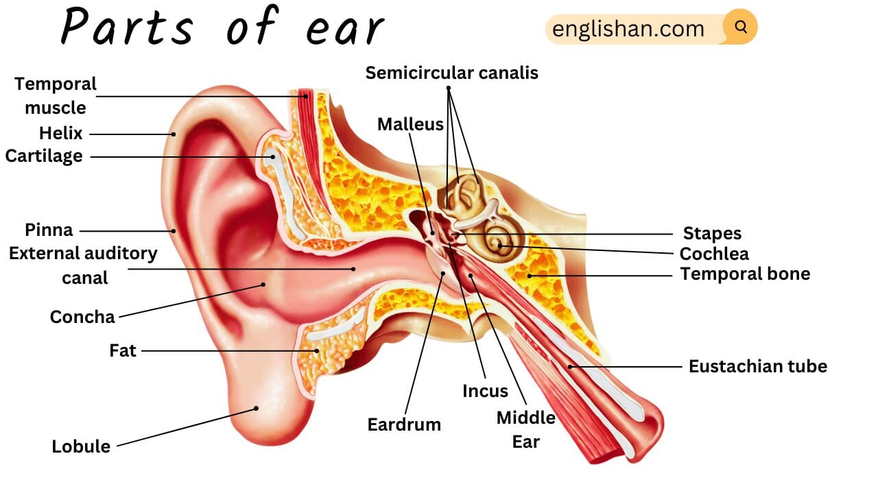 Parts of Ear and their Functions