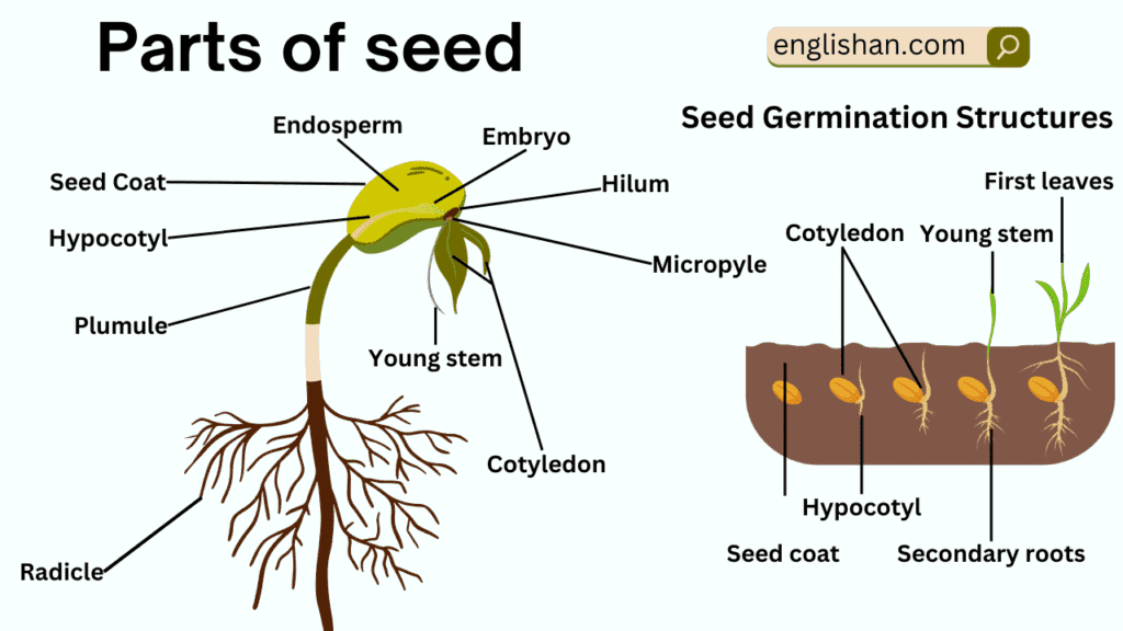 Parts of Seed Names in English with Their Functions • Englishan