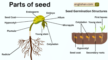 Parts of Seed Names in English with Their Functions