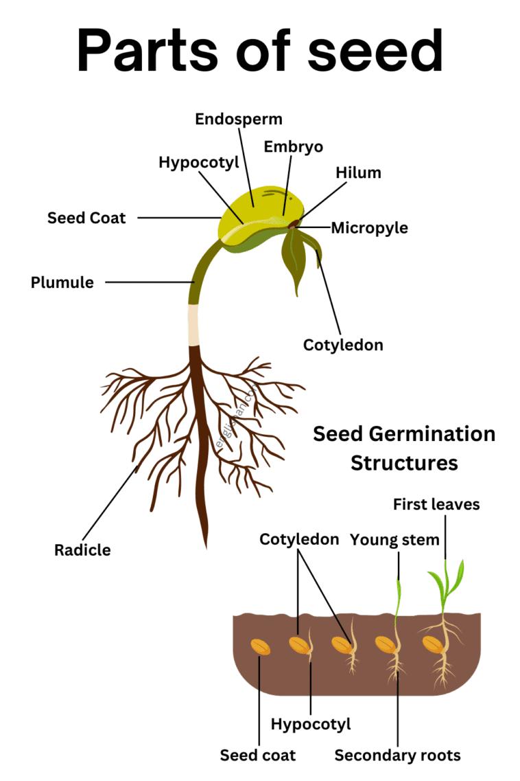 Parts of Seed Names in English with Their Functions • Englishan