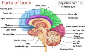 Parts of Brain and their Functions