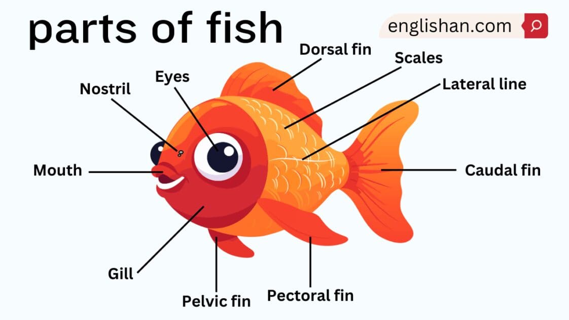 Parts of Fish Names in English • Englishan