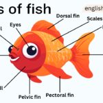 Parts of Fish Names in English